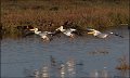 _5SB5126 american white pelicans